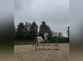 PRE, Gelding, 17 years, 15.3 hh, Gray-Dapple