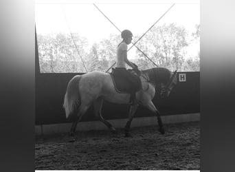 PRE Mix, Gelding, 17 years, 15 hh, Brown Falb mold