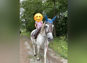 PRE, Gelding, 17 years, 15 hh, Grey-Fleabitten