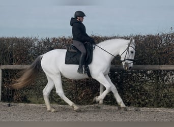PRE Mix, Gelding, 17 years, 15,2 hh, Grey