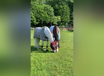PRE Mix, Gelding, 17 years, 16 hh, Grey