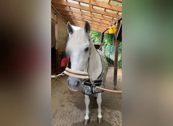 PRE Mix, Gelding, 17 years, 16 hh, Grey