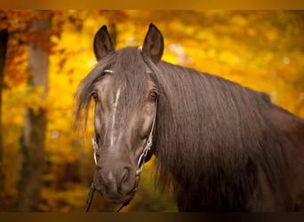 PRE, Gelding, 18 years, 14,3 hh, Smoky-Black