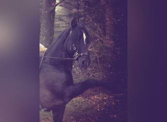 PRE, Gelding, 18 years, 14,3 hh, Smoky-Black