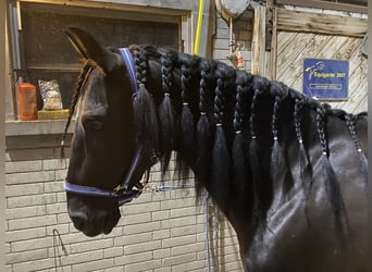 PRE, Gelding, 18 years, 14,3 hh, Smoky-Black