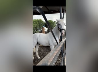 PRE, Gelding, 18 years, 16.3 hh, Grey