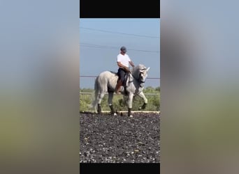 PRE, Gelding, 18 years, 16.3 hh, Grey
