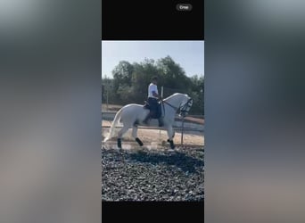 PRE, Gelding, 18 years, 16.3 hh, Grey
