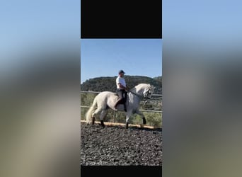 PRE, Gelding, 18 years, 16.3 hh, Grey