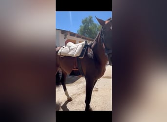 PRE, Gelding, 18 years, 16 hh, Brown