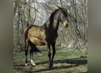 PRE, Gelding, 18 years, 16 hh, Brown
