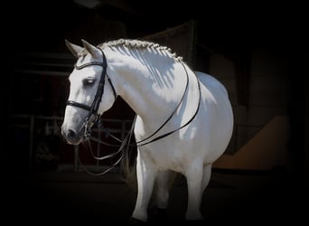 PRE, Gelding, 18 years, 16 hh, Gray