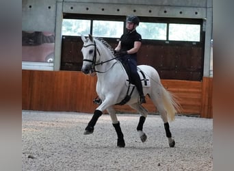 PRE, Gelding, 18 years, 16 hh, Gray