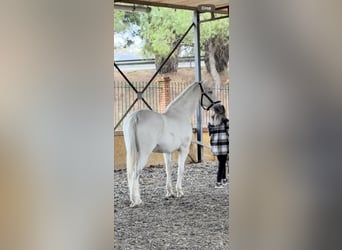 PRE, Gelding, 18 years, 16,3 hh, Grey