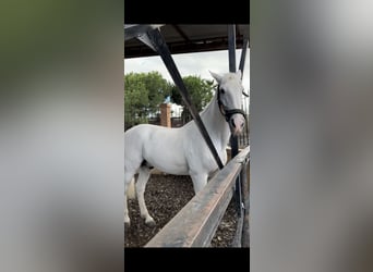 PRE, Gelding, 18 years, 16,3 hh, Grey