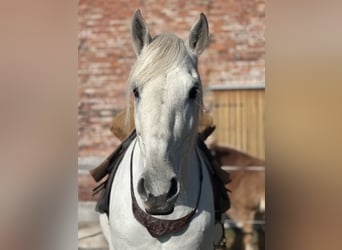 PRE Mix, Gelding, 19 years, 15.2 hh, Grey-Red-Tan