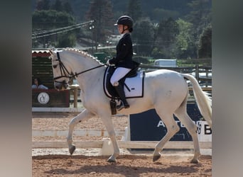 PRE, Gelding, 19 years, 16 hh, Grey