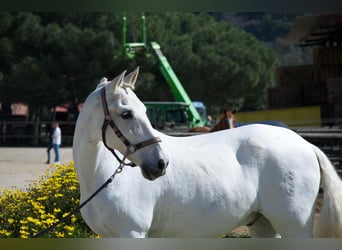 PRE, Gelding, 19 years, 16 hh, Grey