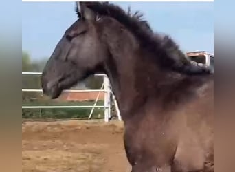 PRE Mix, Gelding, 1 year, 14,2 hh, Gray