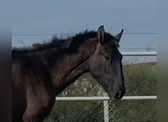 PRE Mix, Gelding, 1 year, 14,2 hh, Gray