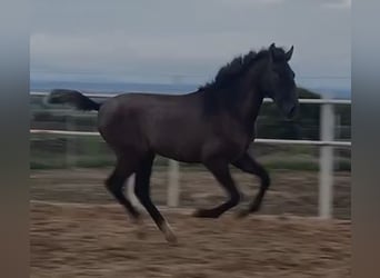 PRE Mix, Gelding, 1 year, 14,2 hh, Gray