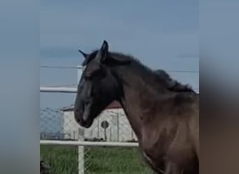PRE Mix, Gelding, 1 year, 14,2 hh, Gray