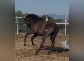 PRE Mix, Gelding, 1 year, 14,2 hh, Gray
