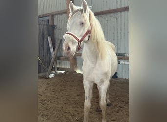 PRE Mix, Gelding, 1 year, 15,1 hh, Cremello
