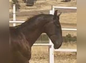 PRE, Gelding, 1 year, 15,2 hh, Grey
