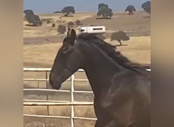 PRE, Gelding, 1 year, 15,2 hh, Grey