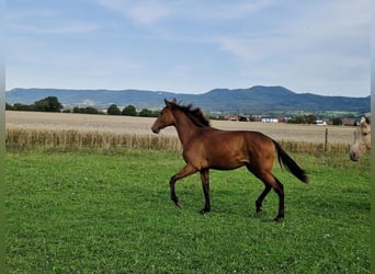 PRE Mix, Gelding, 1 year, 16 hh, Brown