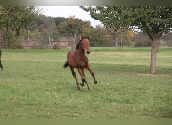 PRE Mix, Gelding, 1 year, 16 hh, Brown