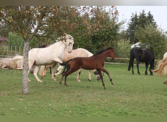 PRE Mix, Gelding, 1 year, 16 hh, Brown
