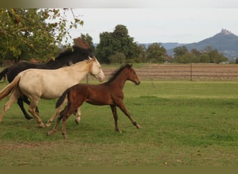 PRE Mix, Gelding, 1 year, 16 hh, Brown