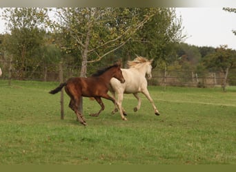 PRE Mix, Gelding, 1 year, 16 hh, Brown