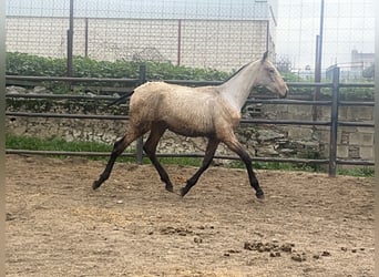 PRE, Gelding, 1 year, Dun