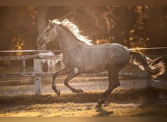 PRE Mix, Gelding, 2 years, 15.1 hh, Grey