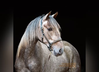 PRE Mix, Gelding, 2 years, 15,1 hh, Grey