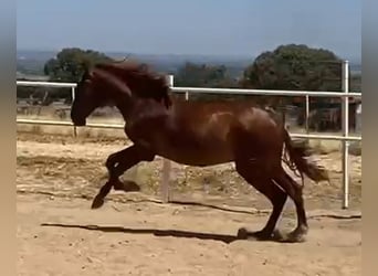 PRE, Gelding, 2 years, 15,2 hh, Chestnut-Red