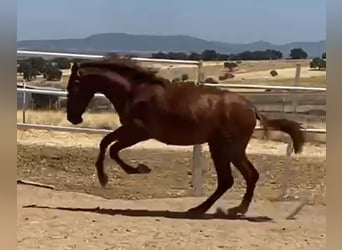 PRE, Gelding, 2 years, 15,2 hh, Chestnut-Red