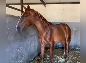 PRE, Gelding, 2 years, 15,2 hh, Chestnut-Red