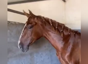 PRE, Gelding, 2 years, 15,2 hh, Chestnut-Red