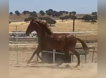 PRE, Gelding, 2 years, 15,2 hh, Chestnut-Red