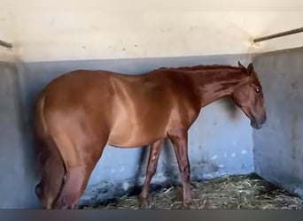 PRE, Gelding, 2 years, 15,2 hh, Chestnut-Red