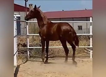 PRE, Gelding, 2 years, 15,2 hh, Chestnut-Red