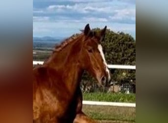 PRE Mix, Gelding, 2 years, 15,2 hh, Chestnut-Red