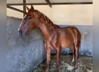 PRE, Gelding, 2 years, 15,2 hh, Chestnut-Red