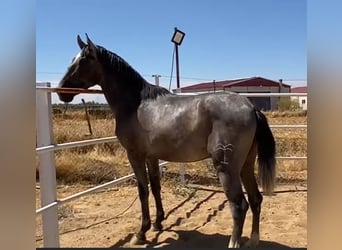 PRE, Gelding, 2 years, 15,2 hh, Grey