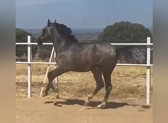 PRE, Gelding, 2 years, 15,2 hh, Grey