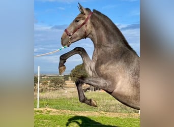 PRE, Gelding, 2 years, 15,2 hh, Grey